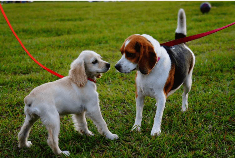 online hondenschool, honden kennis maken