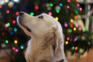 plaatje bij kerststress bij honden