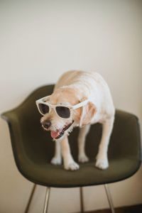 Plaatje van hond met zonnebril