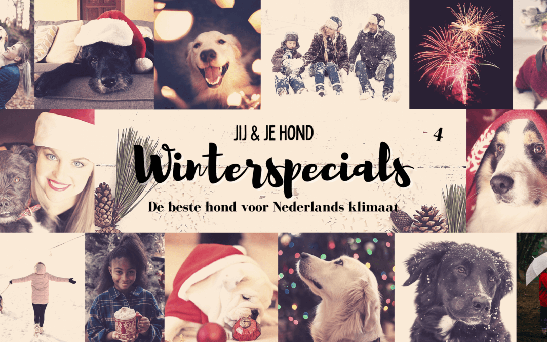jij en je hond winterspecials: de beste hond voor Nederlands klimaat