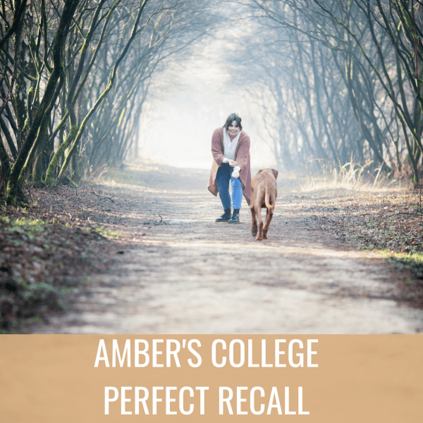 Amber's College: Perfect Recall