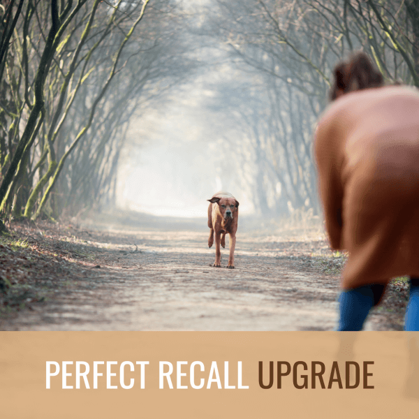 Perfect Recall Upgrade - MoVi Academy