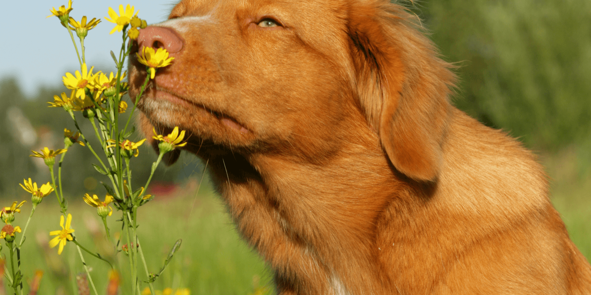 hond ruikt aan bloem