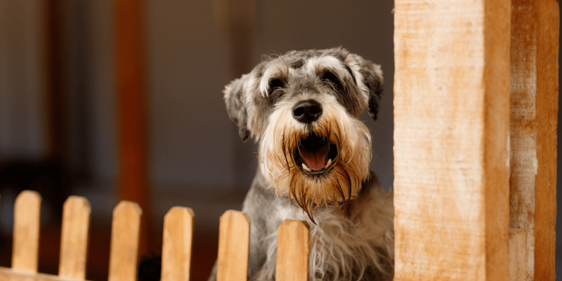 hond blaft naar bezoek