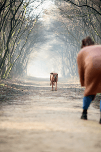De kracht van Perfect Recall: Een weg naar ultieme vrijheid met je hond