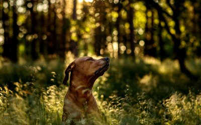 Ontdek de geheimen achter een gezonde, welgemanierde en gelukkige hond 