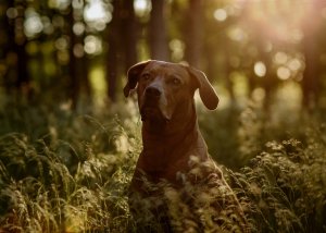 Hond in bos, golden hour