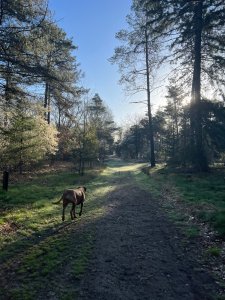 Wandelen met je hond in het bos