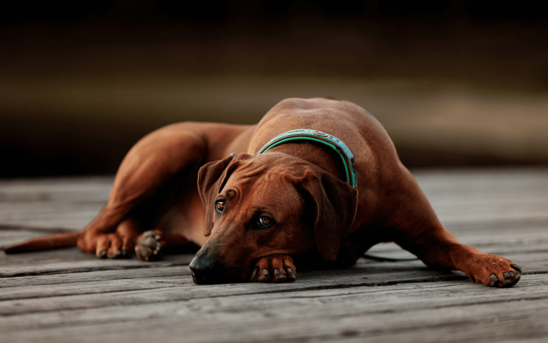 Hoe herken je pijn bij je hond?
