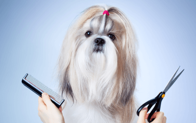 3 tips voor een stressvrij trimbezoek van jouw hond