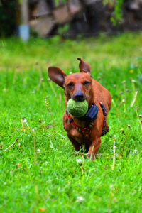 Hond met bal in gras