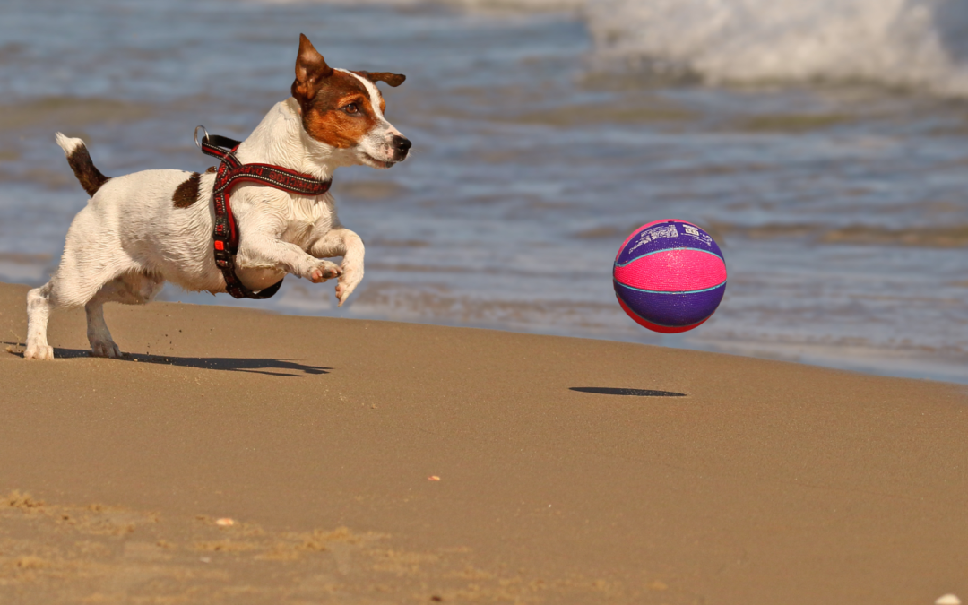 Hond met bal strand