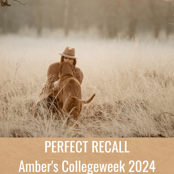 Amber's Collegeweek Perfect Recall 2024