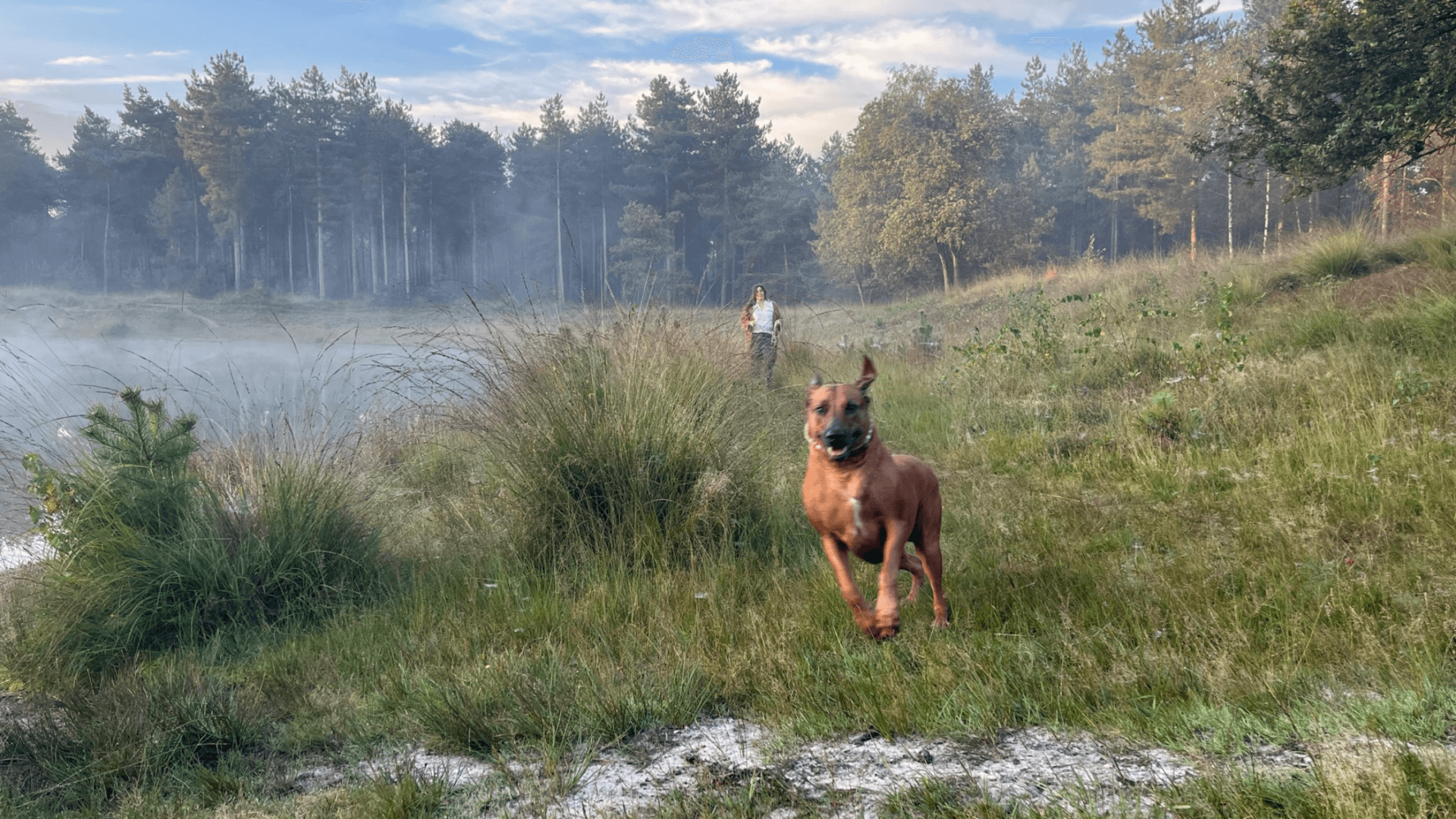 Hond uitlaten razen of lekker rustig struinen