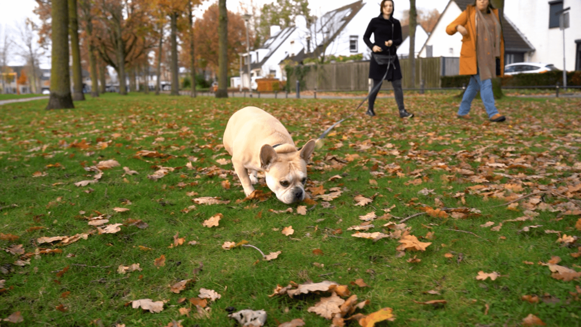 Snuffelen het social media voor jouw hond