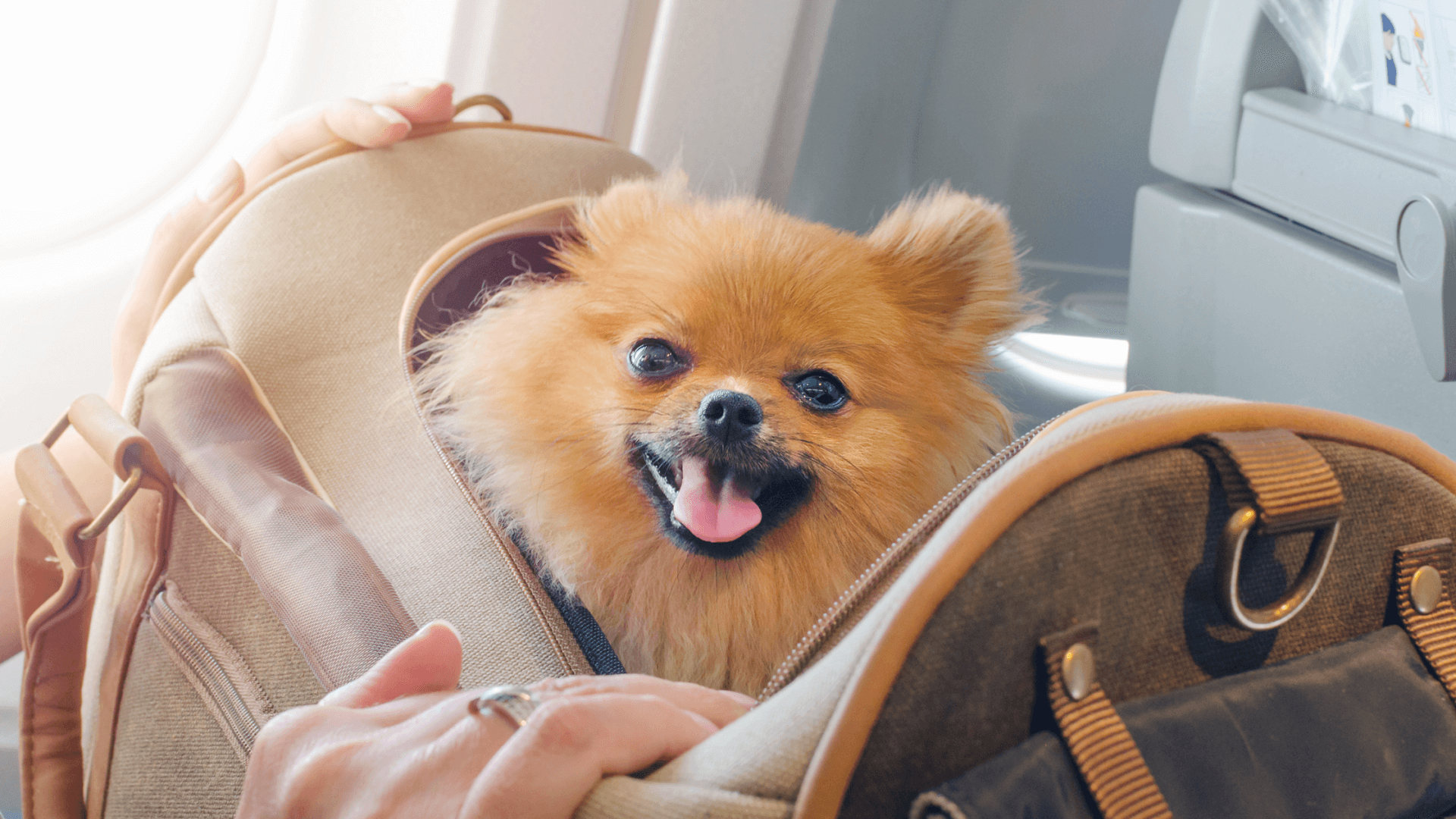 Past jouw hond in een reistas?