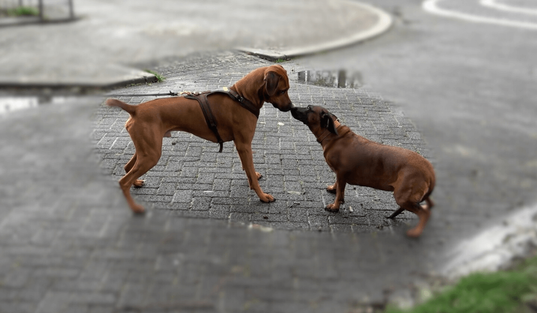 Mijn hond valt uit aan de lijn.