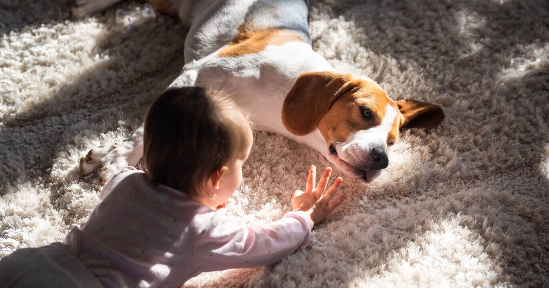 Verschillende fasen tussen hond en kind