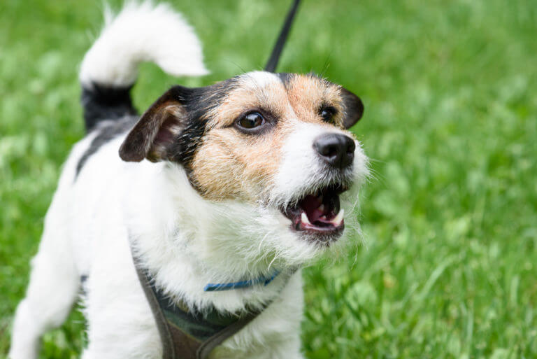 Waarom blaft mijn hond naar andere honden?