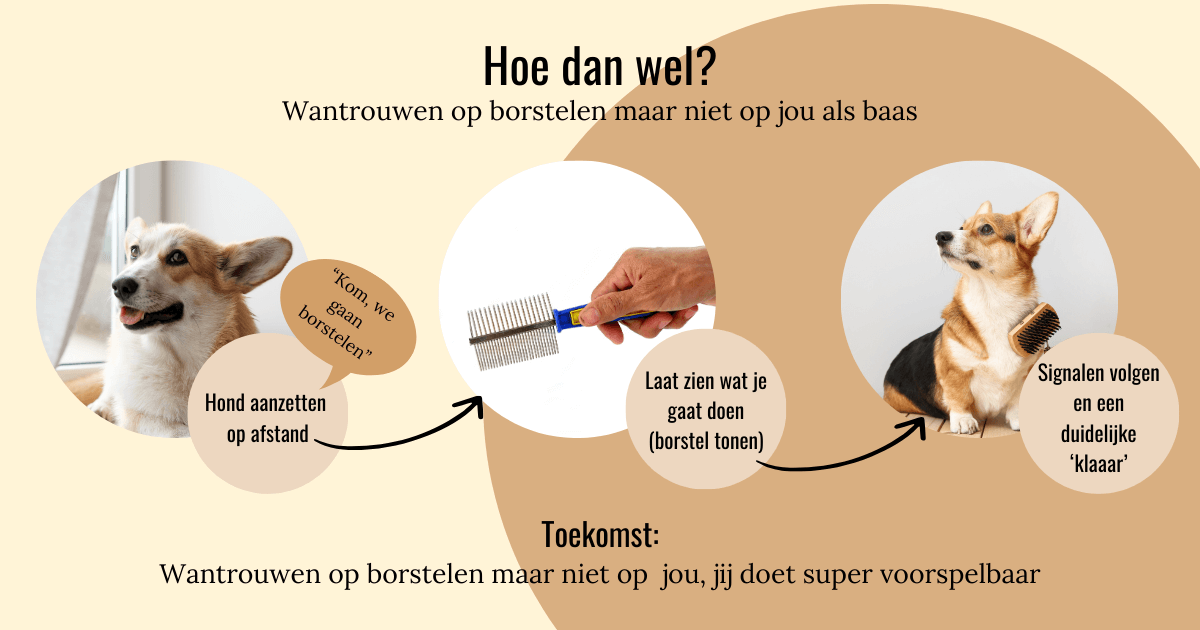 Wat WEL doen bij het verzorgen van je hond