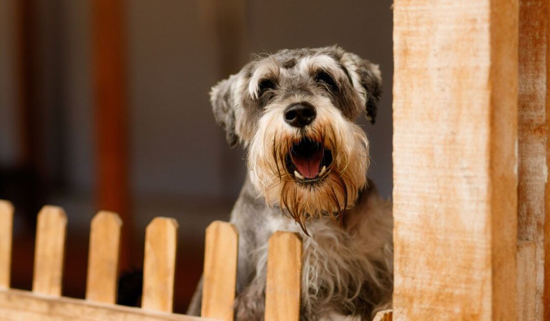 Dé drie redenen dat je hond blaft naar bezoek en dit is wat je eraan kunt doen