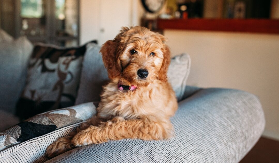 Waarom de hond negeren bij bezoek vaak niet werkt