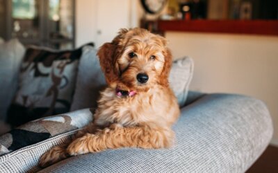 Waarom de hond negeren bij bezoek vaak niet werkt