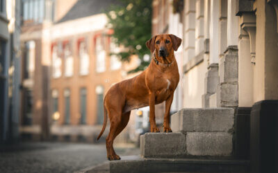 Wat is Recall voor je hond?