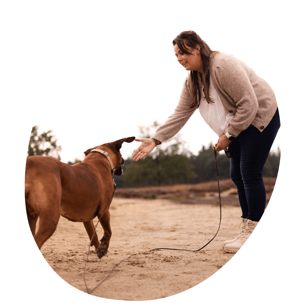 Hier aanleren aan je hond