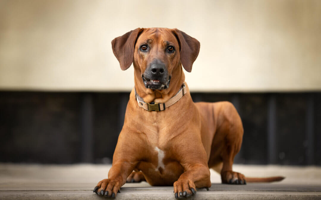 Hoe roep je je hond terug?